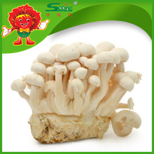 Organic Cultivated Mushroom healthy Jade white Mushroom